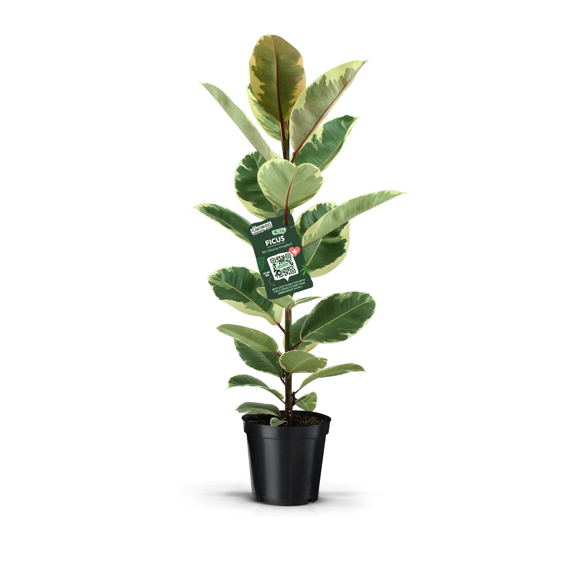 Plantanious Ficus Tineke Pack of 1