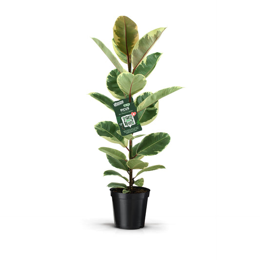 Plantanious Ficus Tineke Pack of 1