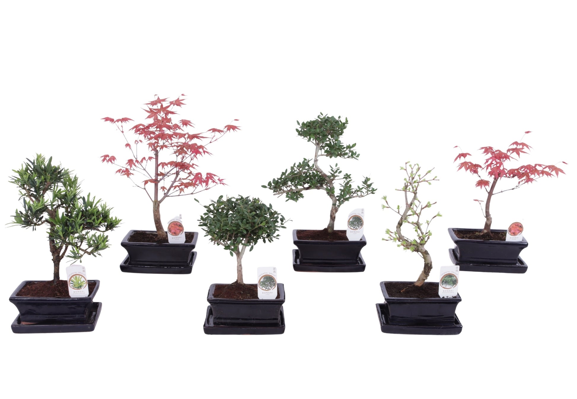 Bonsai mix (outdoor) 35cm 15cm Pot