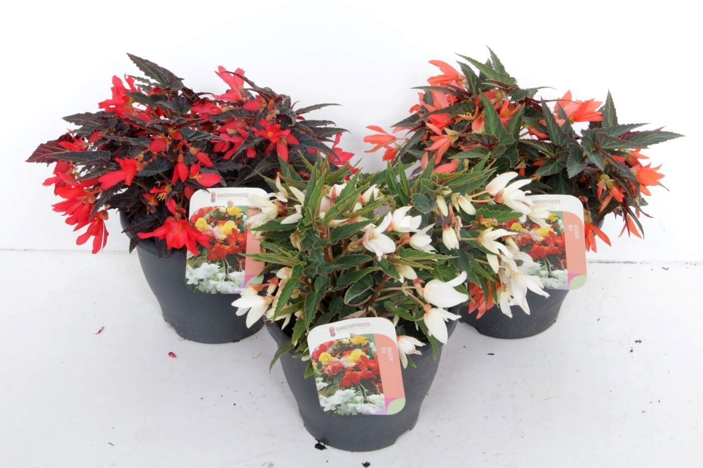 Begonia bol. Million Kisses Amour 35cm 23cm Pot
