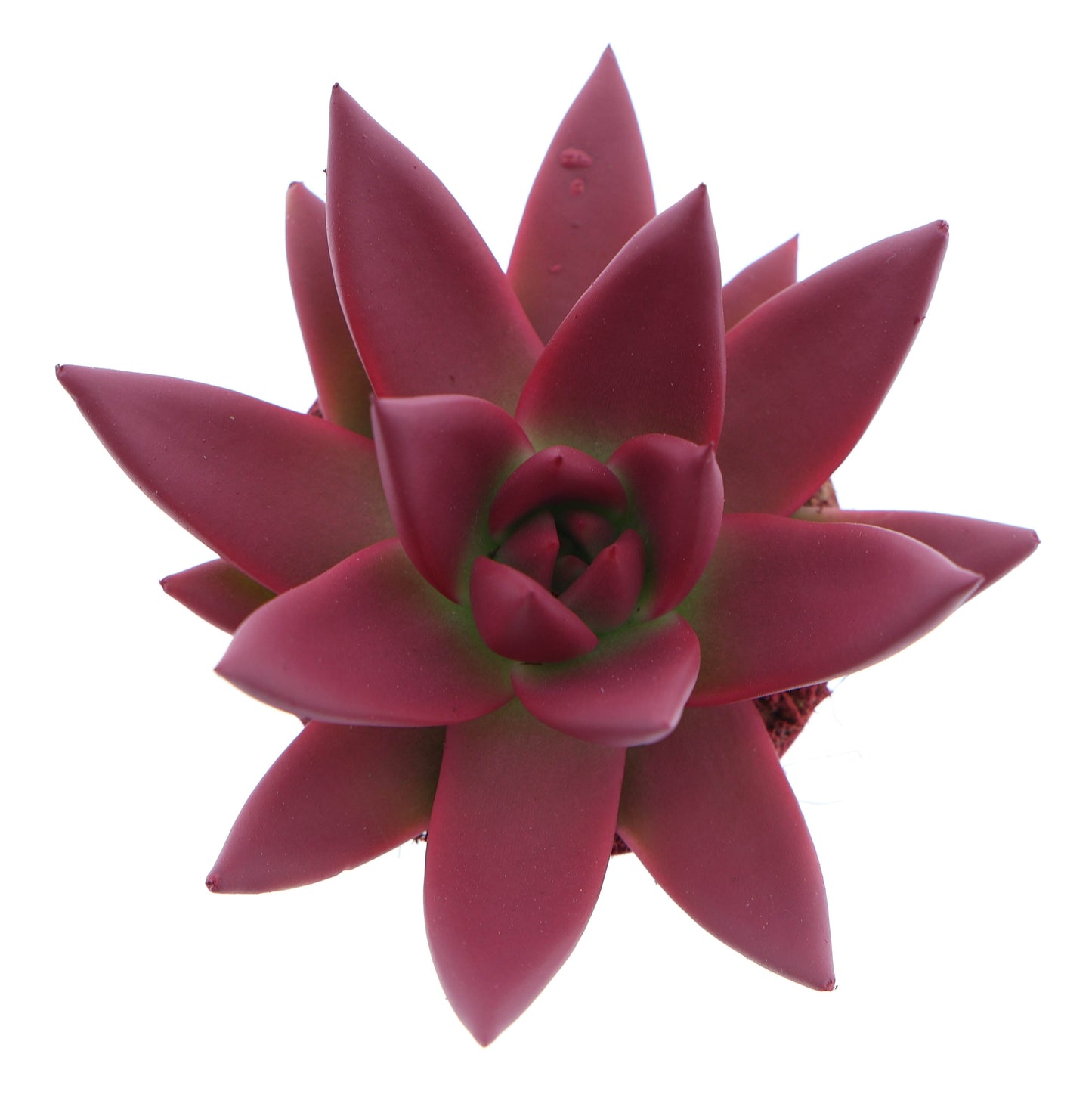 Rainbow bordeaux red 8cm 6cm Pot