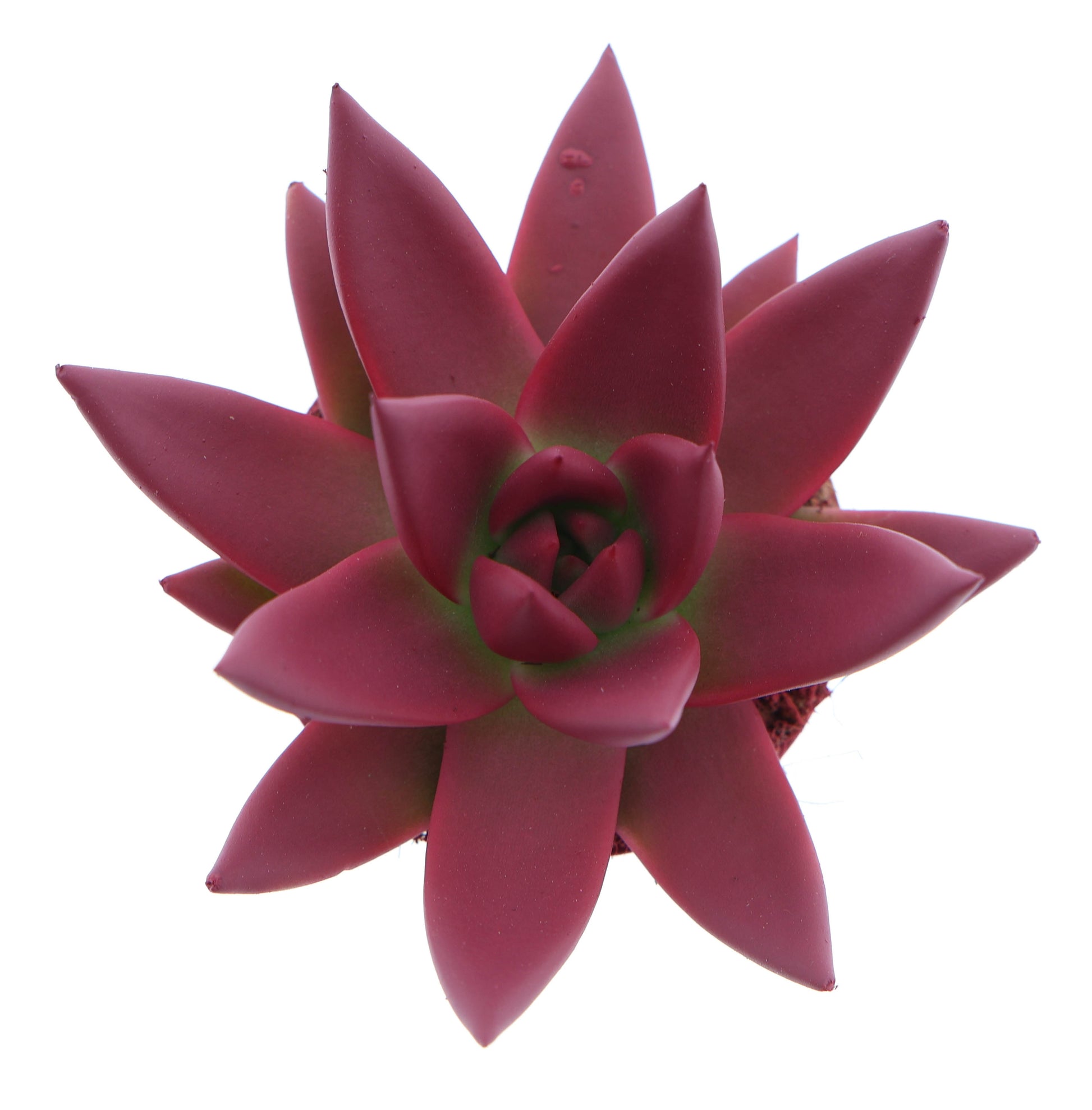 Rainbow bordeaux red 8cm 6cm Pot