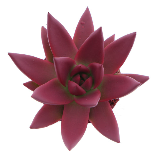 Rainbow bordeaux red 8cm 6cm Pot