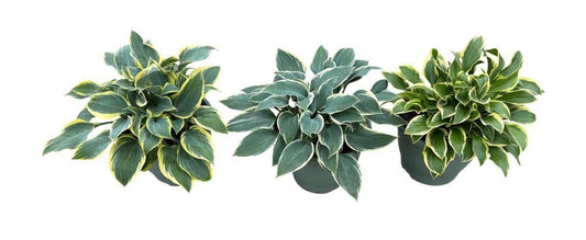 Hosta mix 45cm 26cm Pot