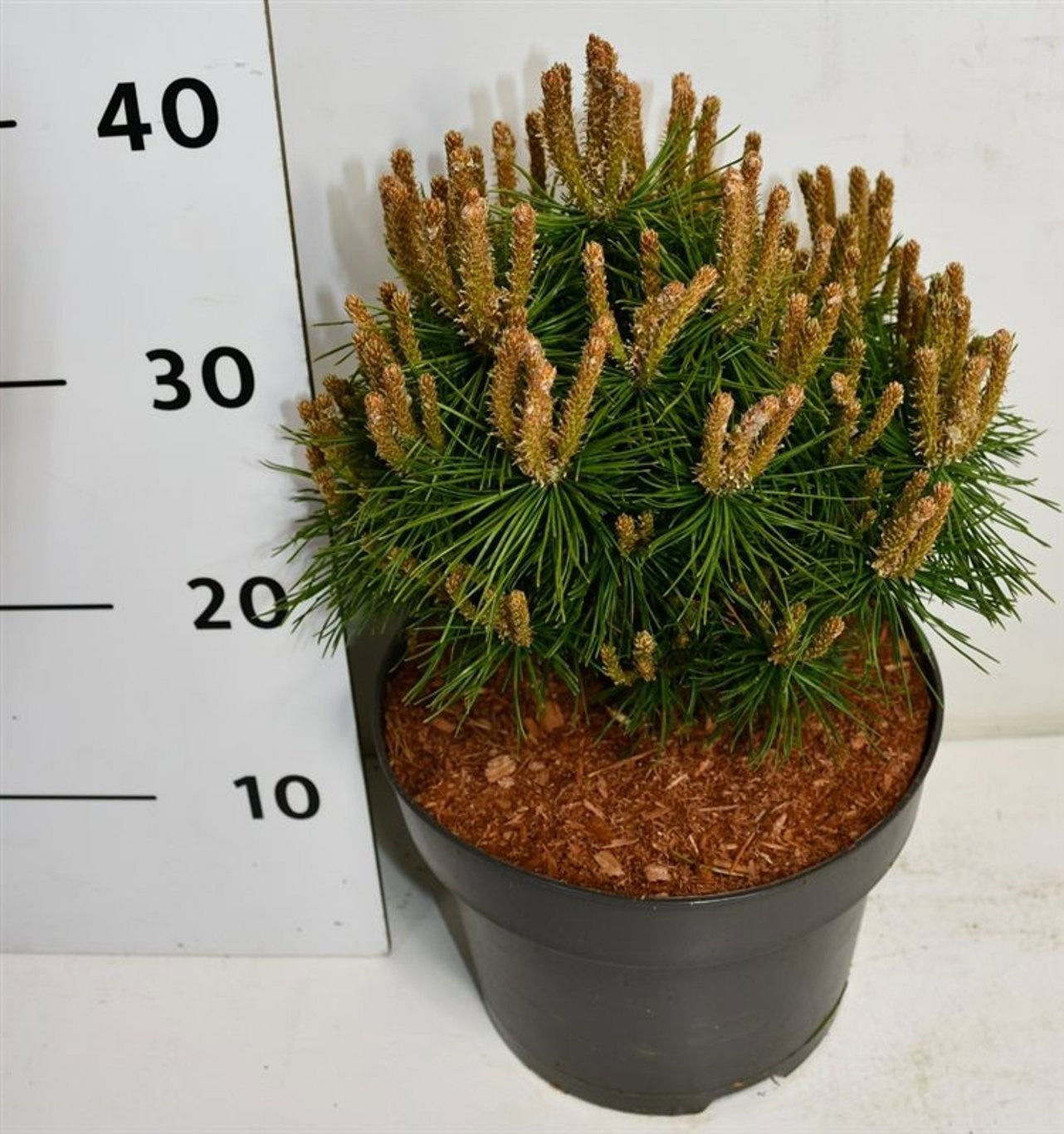 Pinus thunbergii 40cm 23cm Pot