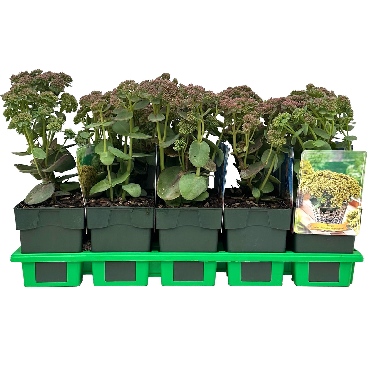 Sedum Seduction Yellow Delicat 25cm 11cm Pot