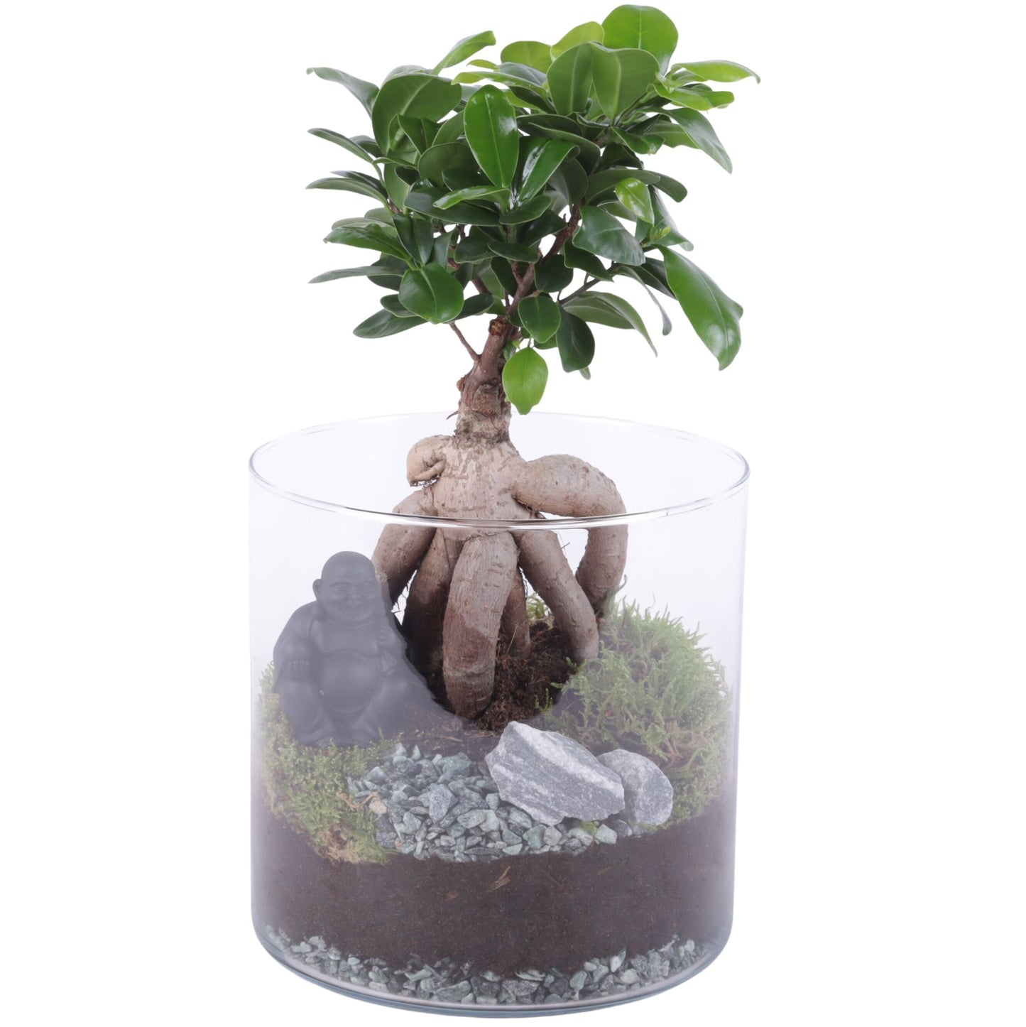 Ficus Ginseng 30cm 19cm Pot