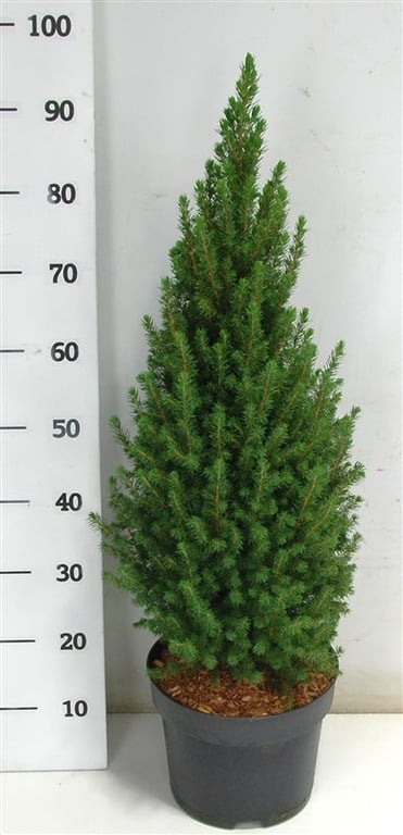 Picea glauca Perfecta 100cm 26cm Pot