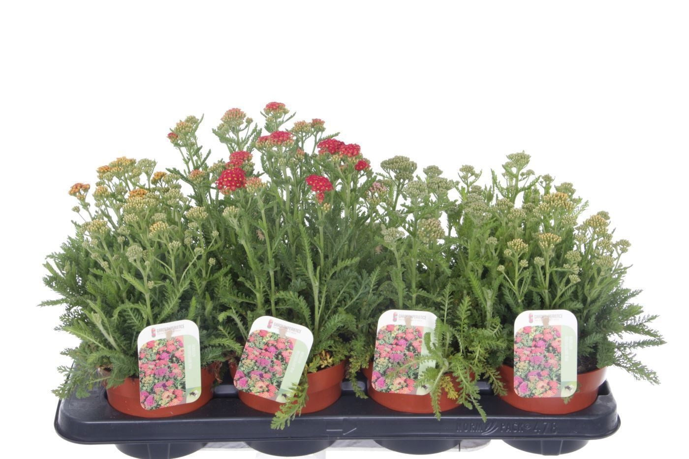 Achillea Milly Rock Yellow 35cm 13cm Pot