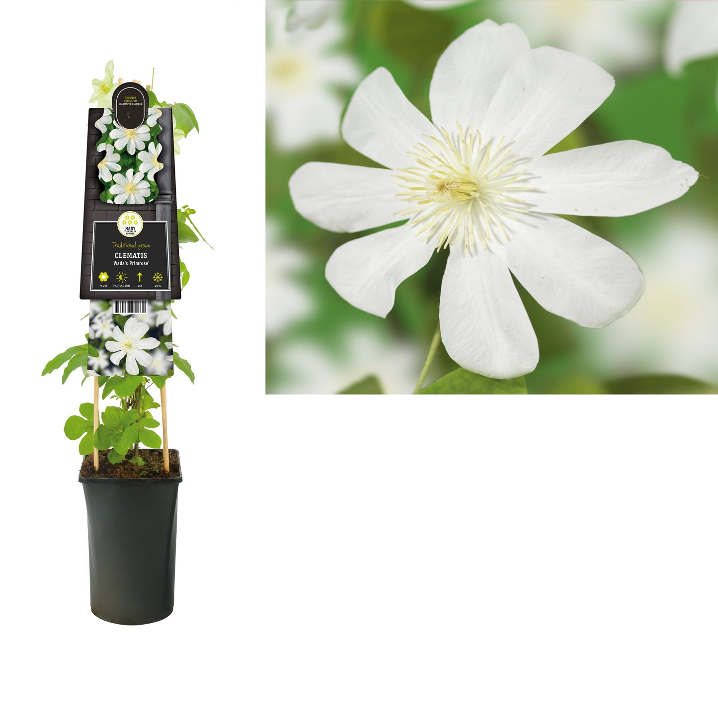 Clematis pat. Wada's Primrose 75cm 17cm Pot