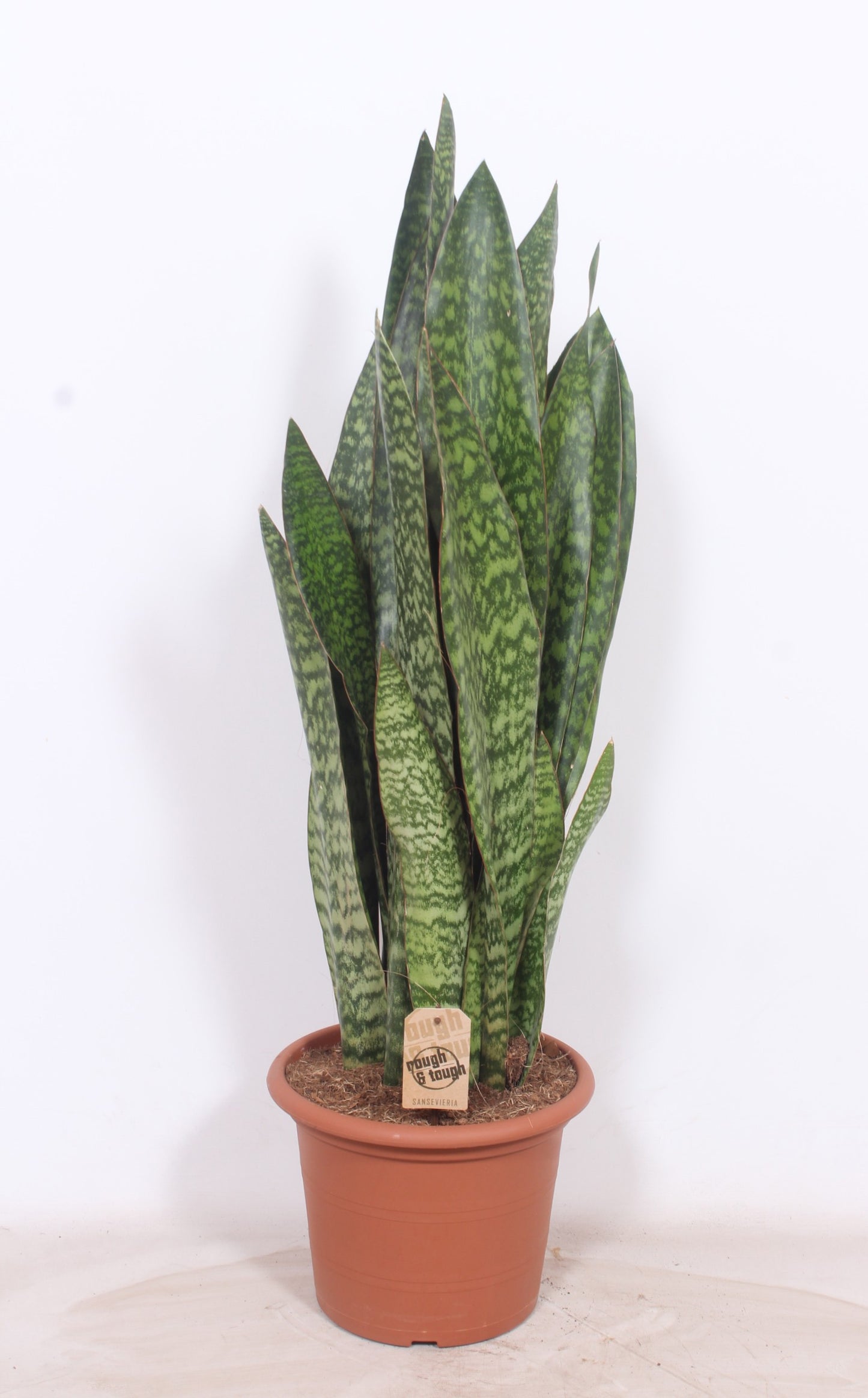 Sansevieria trifasciata 110cm 30cm Pot