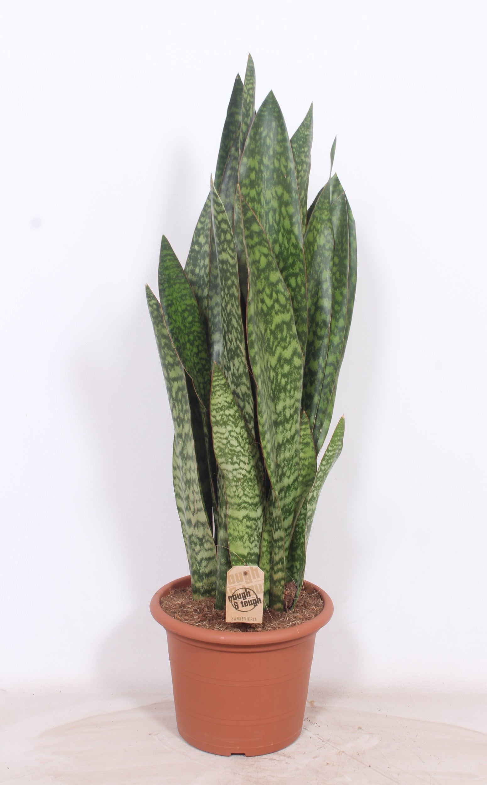 Sansevieria trifasciata 110cm 30cm Pot