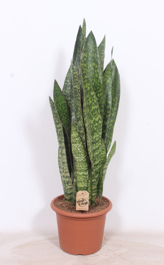 Sansevieria trifasciata 110cm 30cm Pot