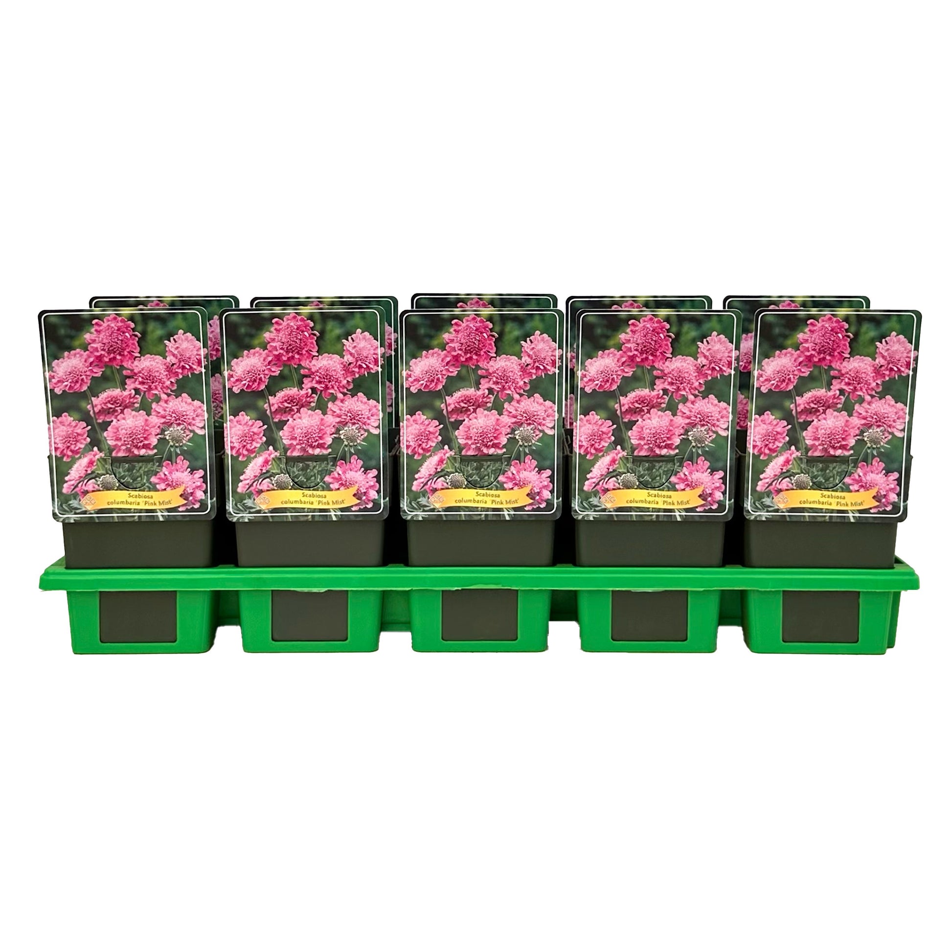 Scabiosa Pink Mist 25cm 11cm Pot