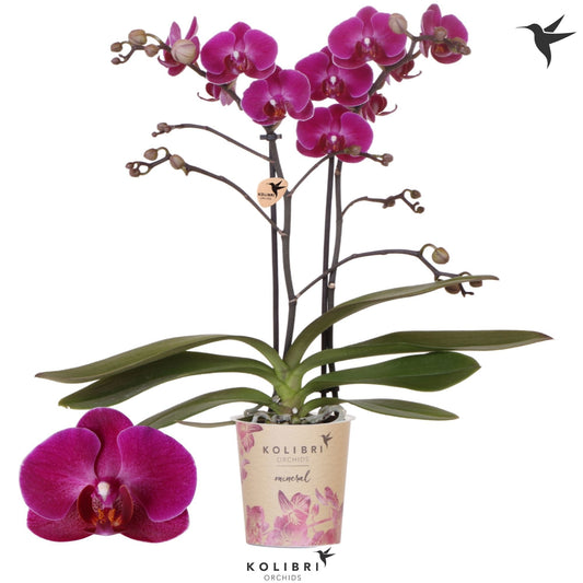 Phalaenopsis mf. Morelia 40cm 9cm Pot
