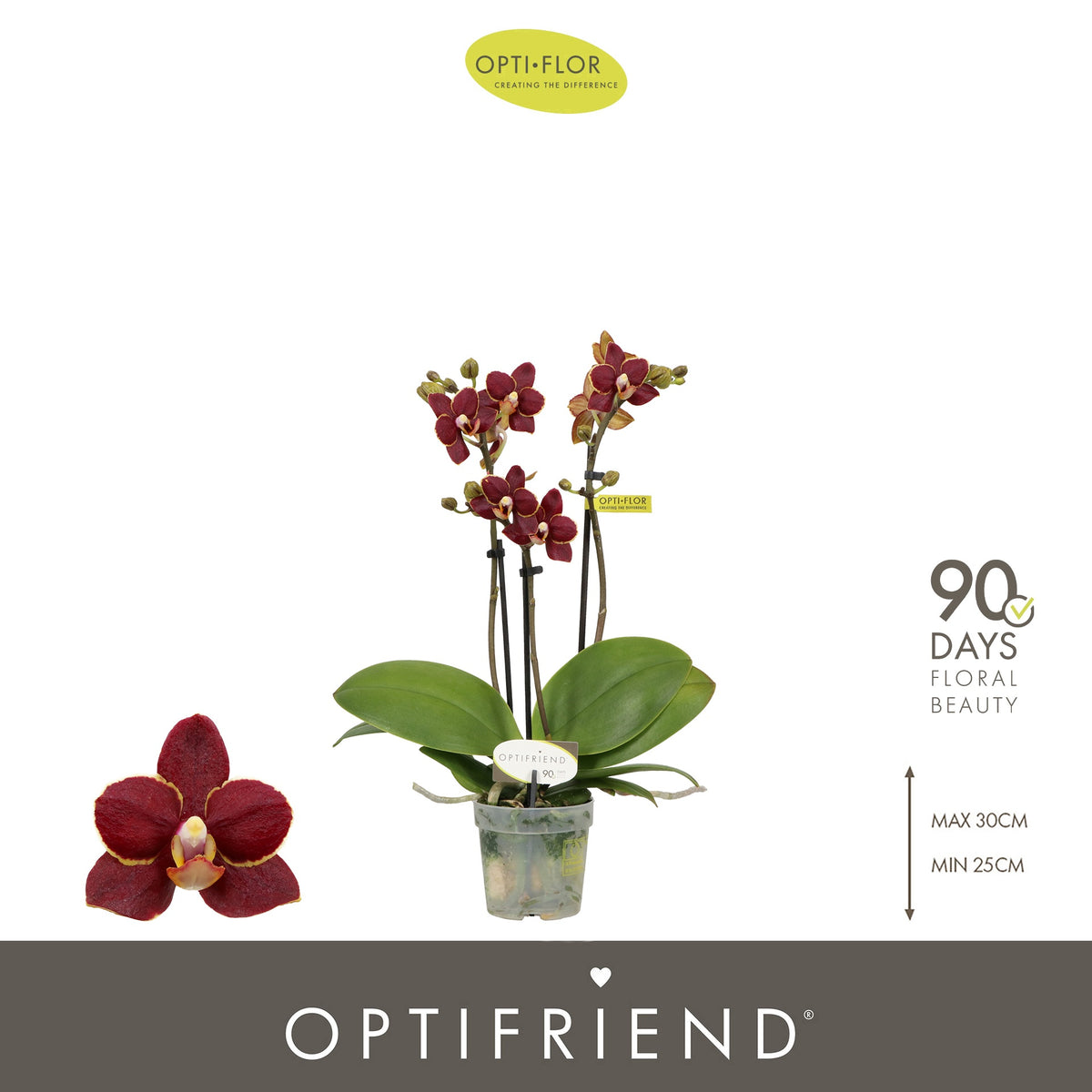 Phalaenopsis mix 25cm 7cm Pot