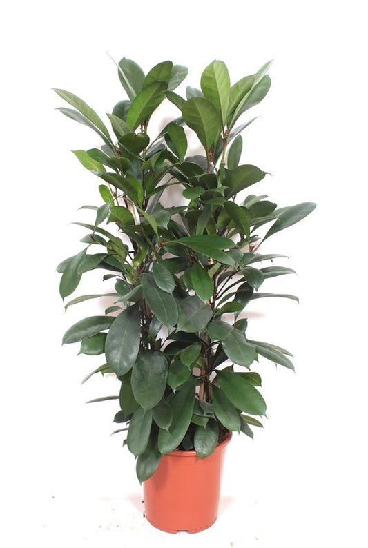 Ficus cyathistipula 110cm 27cm Pot