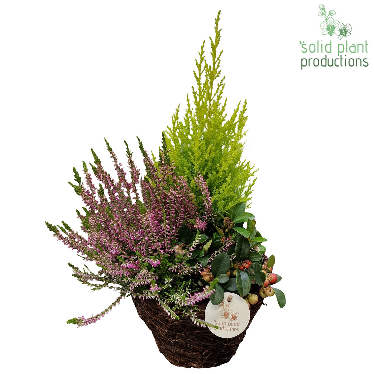 SBSC001 Salim B Small 45cm 20cm Pot