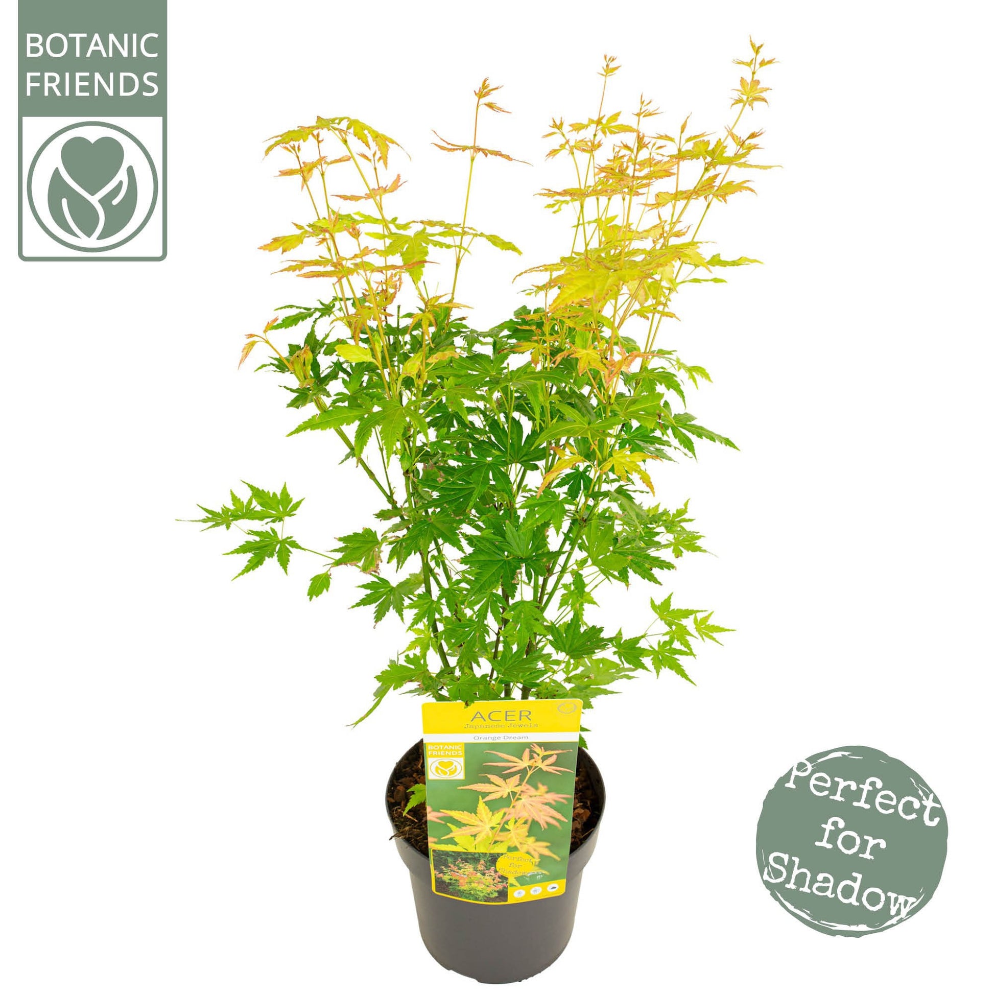Acer Orange Dream 65cm 19cm Pot