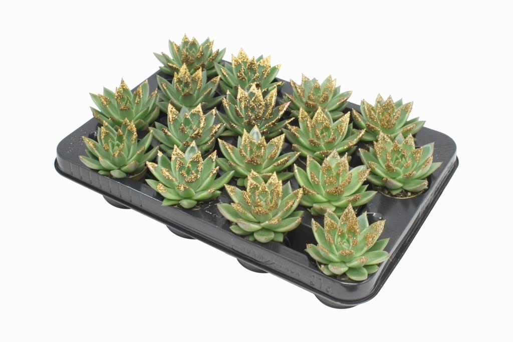 Miranda + gold Natureglit® points 8cm 6cm Pot