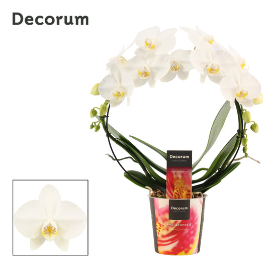 Phalaenopsis white hoop 45cm 12cm Pot