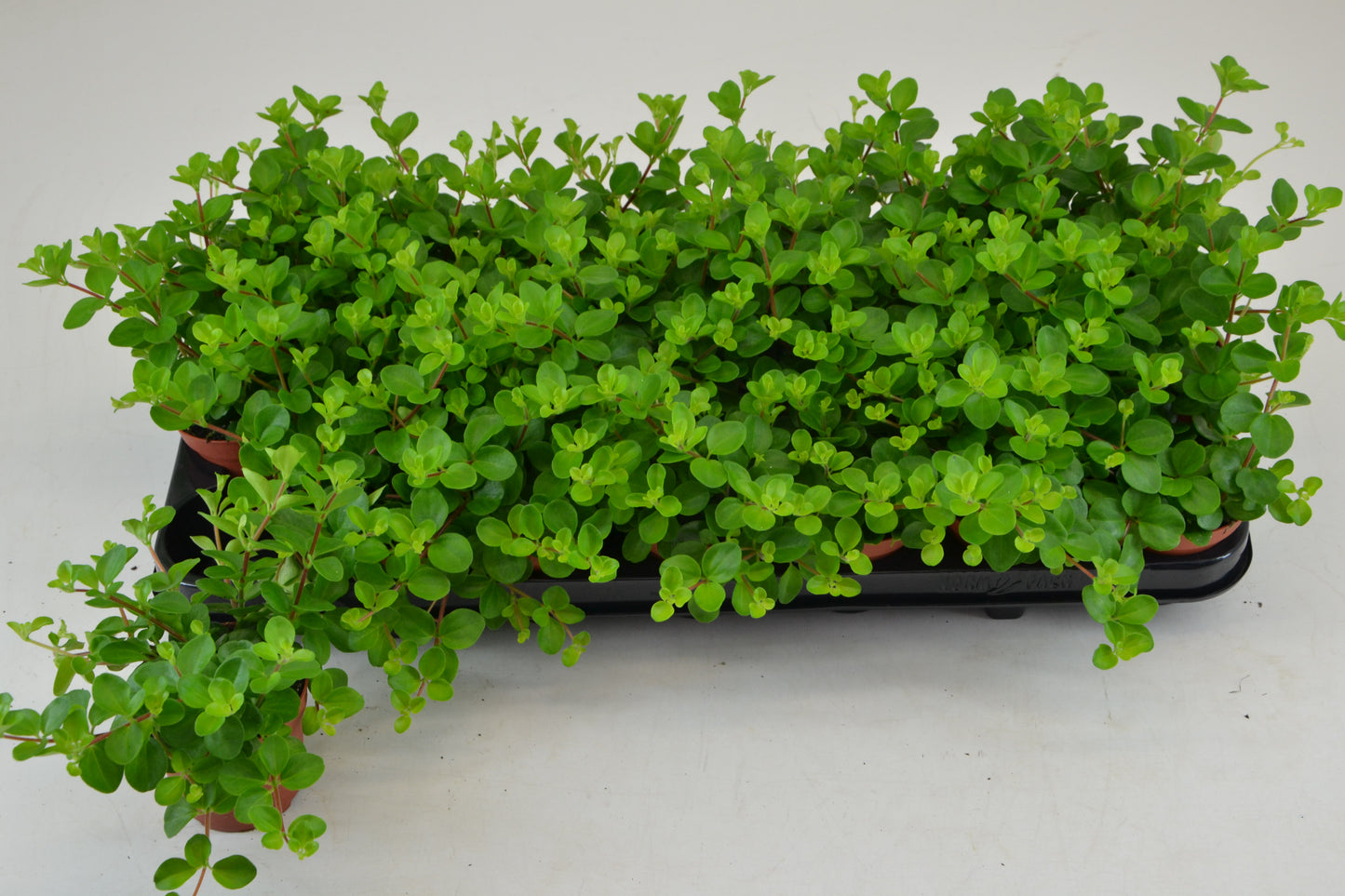 Schoenmakers Verkoop BV Peperomia rotundifolia Pack of 21