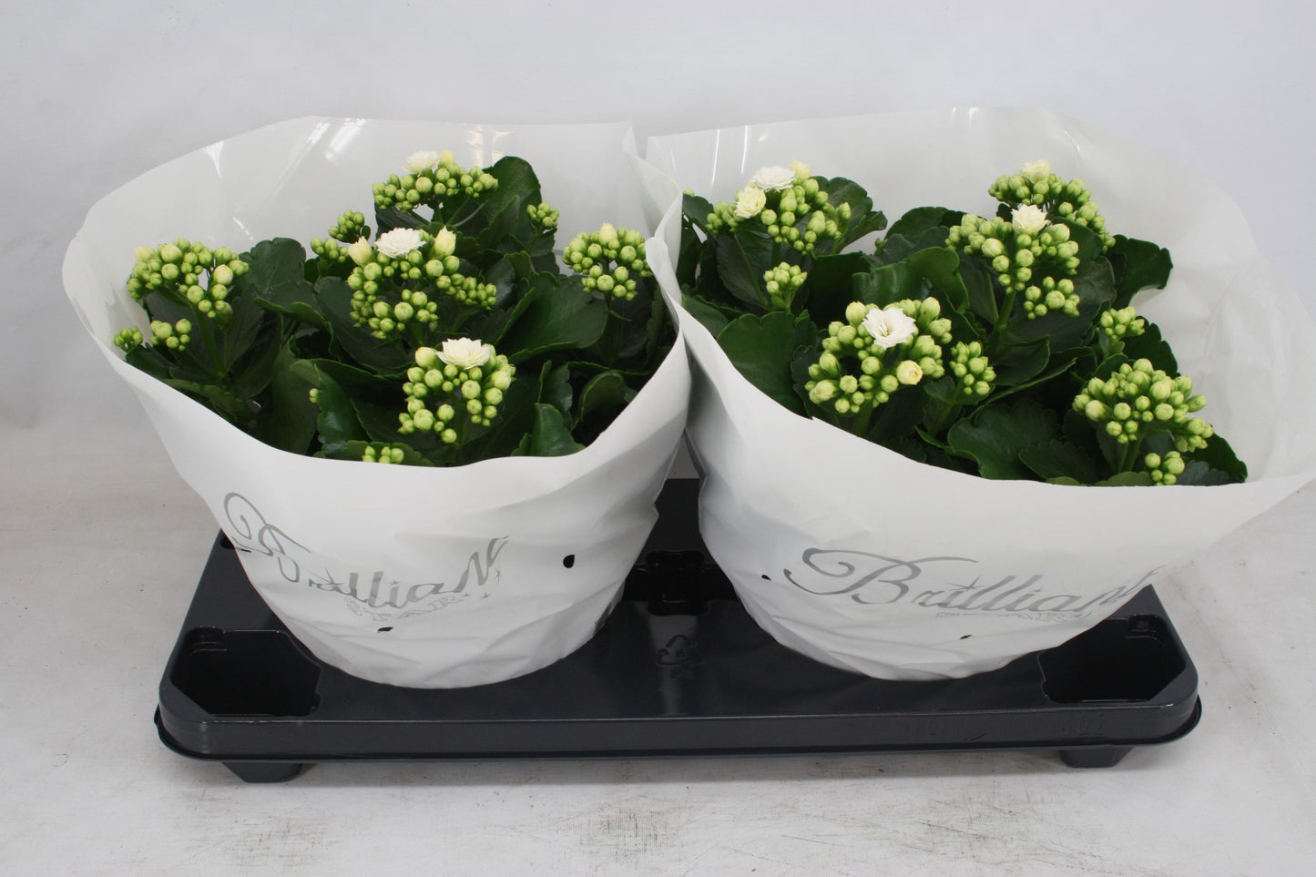 Kalanchoe double Whites White 27cm 23cm Pot