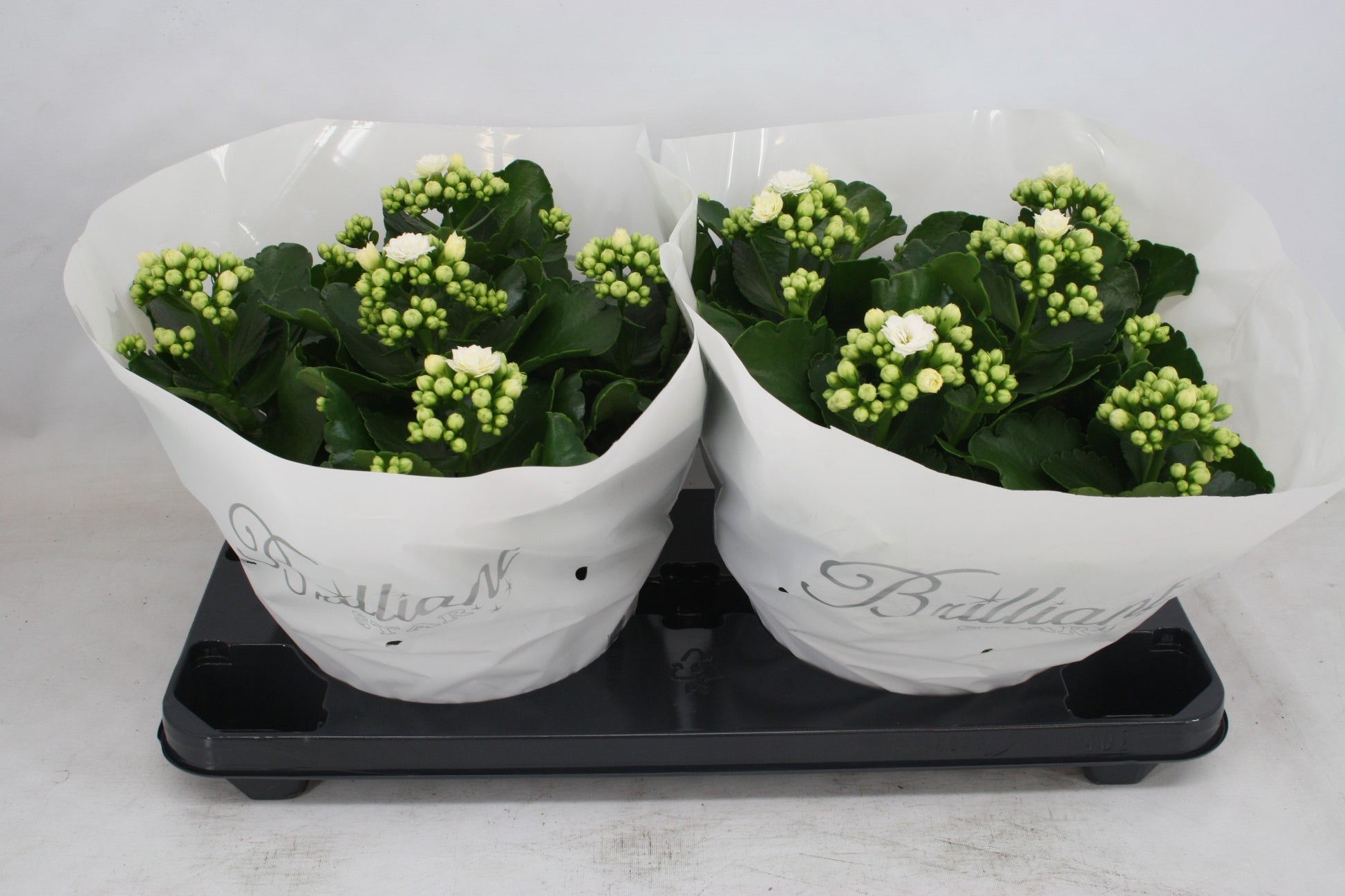 Kalanchoe double Whites White 27cm 23cm Pot