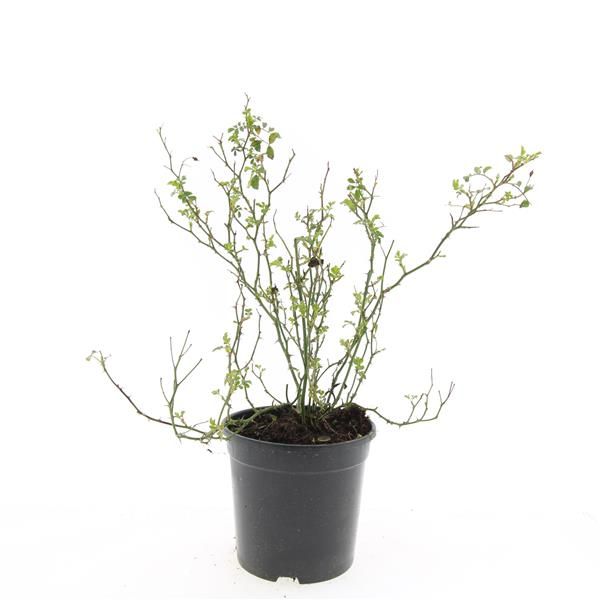 Rosa White Fairy 25cm 14cm Pot