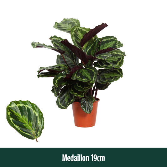 Calathea Medallion 75cm 19cm Pot