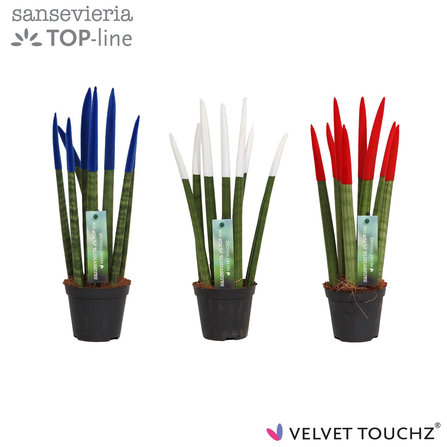 Sansevieria VELVET TOUCHZ 35cm Special Pot (508)