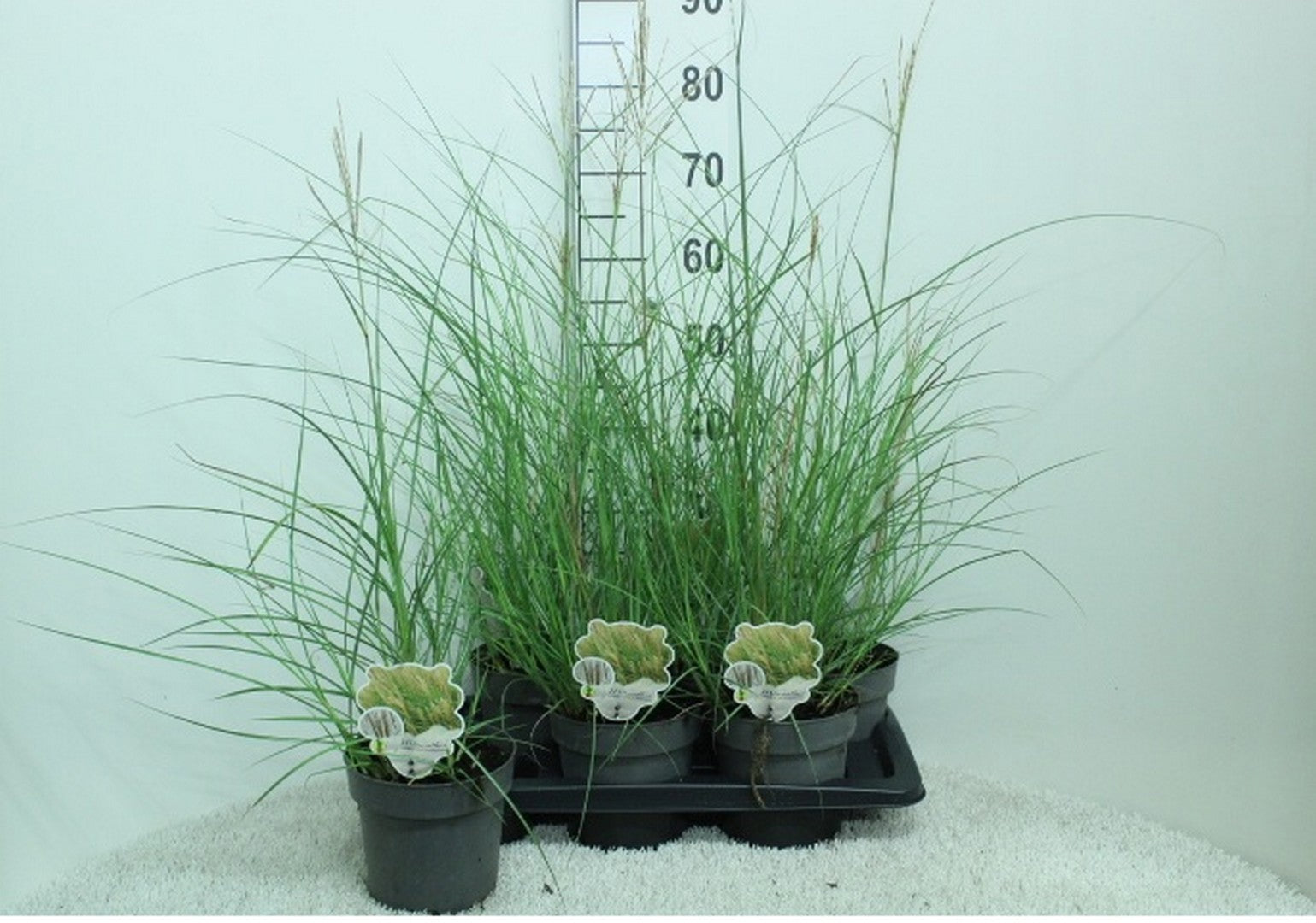 Miscanthus Kleine Silberspinne 85cm 17cm Pot