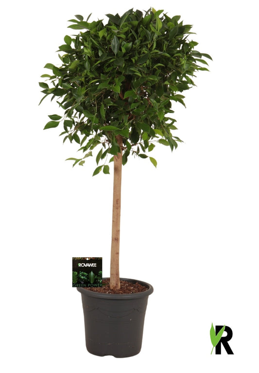 Ficus microcarpa 140cm 32cm Pot