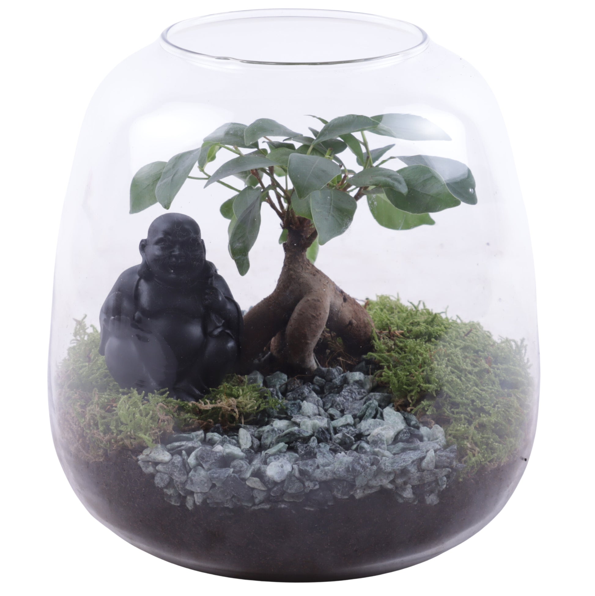 Ficus Ginseng 25cm 19cm Pot