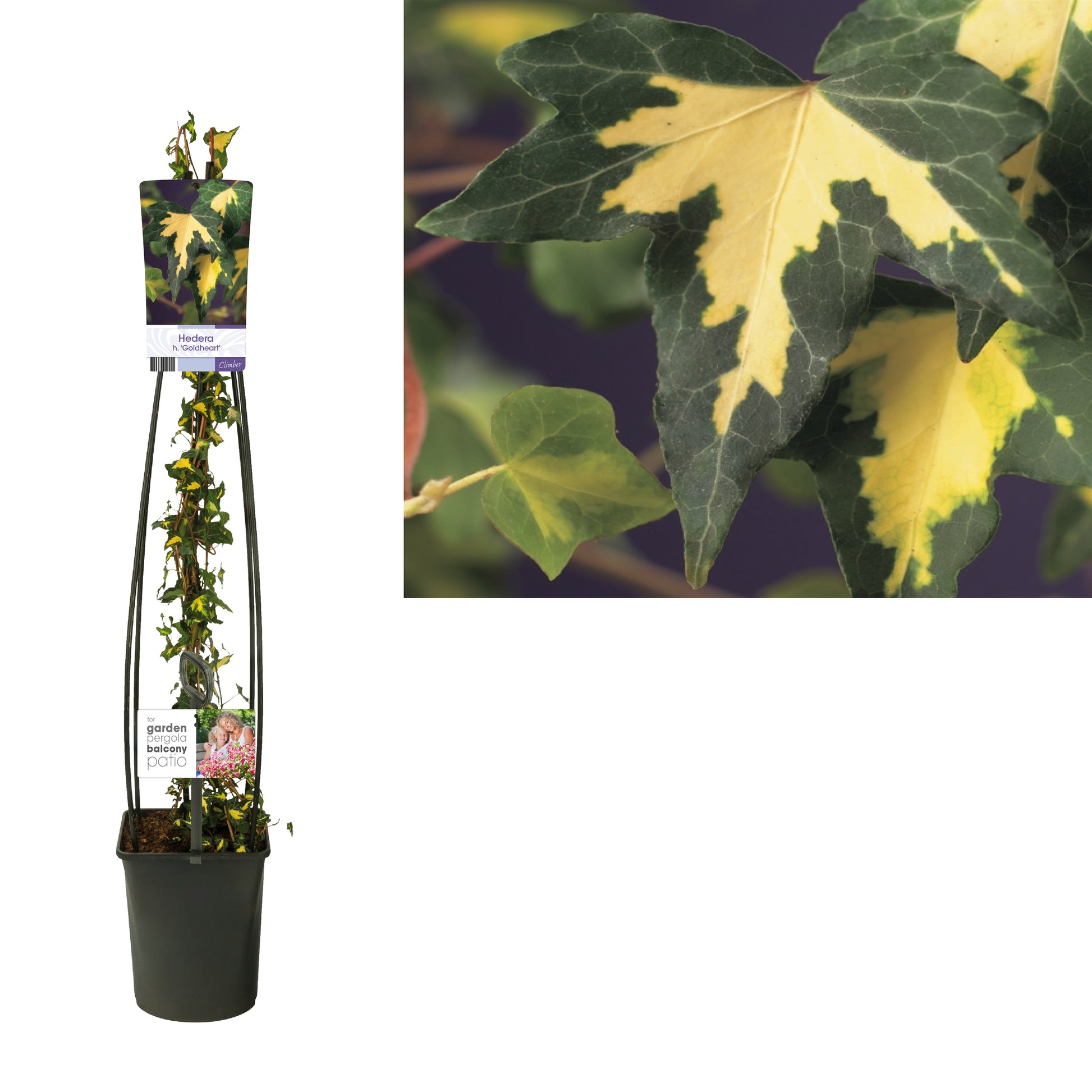 Hedera helix Goldheart 23cm Pot