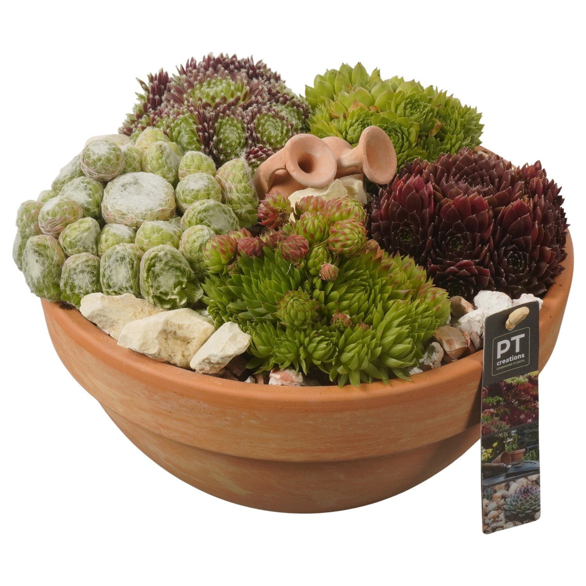 arr. Sempervivum 19cm 26cm Pot