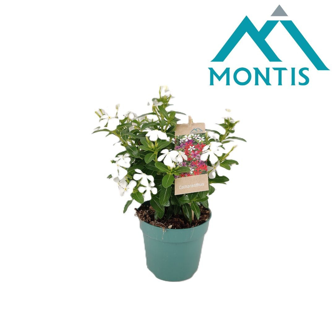 Catharanthus Soirée White 17cm 510cm Pot