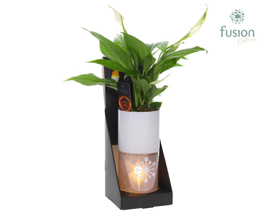Glas tube Led planter groot met Spathiphyllum 43cm 11cm Pot