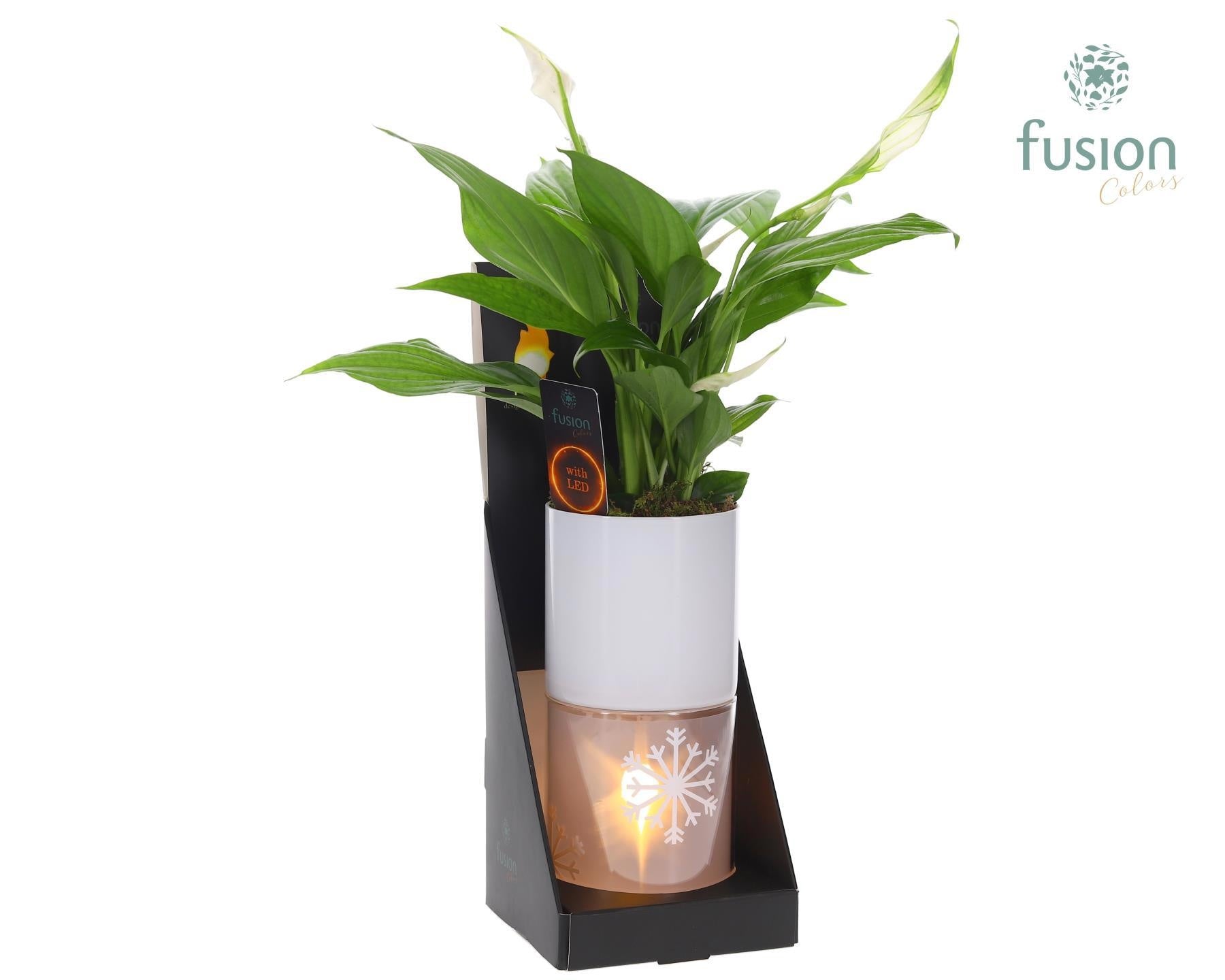 Fusioncolors BV Glas tube Led planter groot met Spathiphyllum Pack of 6