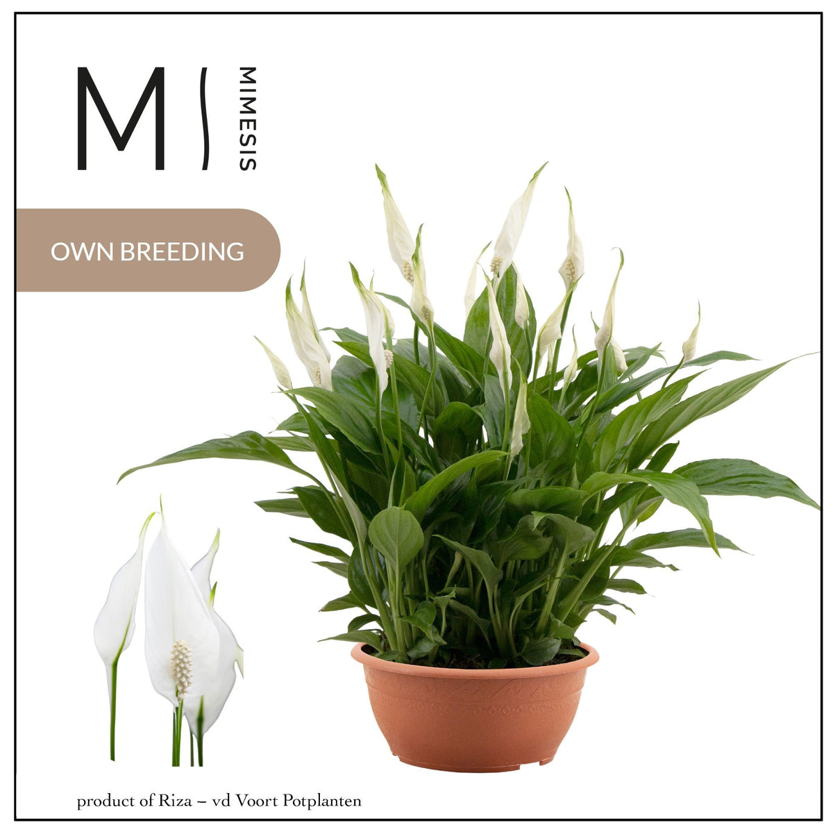Spathiphyllum Chopin 35cm 17cm Pot