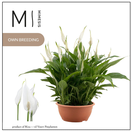Spathiphyllum Chopin 35cm 17cm Pot