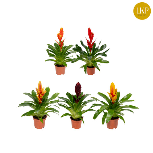 Vriesea mix 30cm 10.5cm Pot