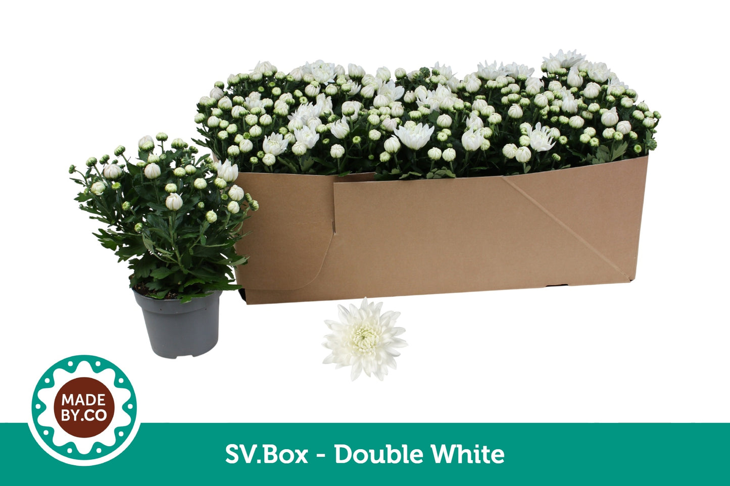 SV.CO Chrysanthemum Mount Gerlach Pack of 10