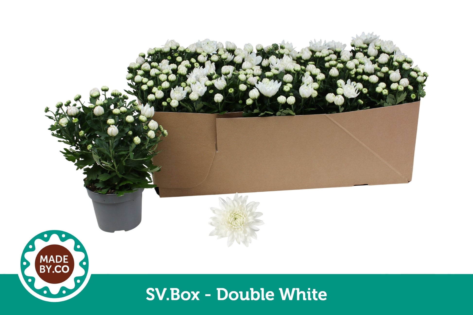 SV.CO Chrysanthemum Mount Gerlach Pack of 10