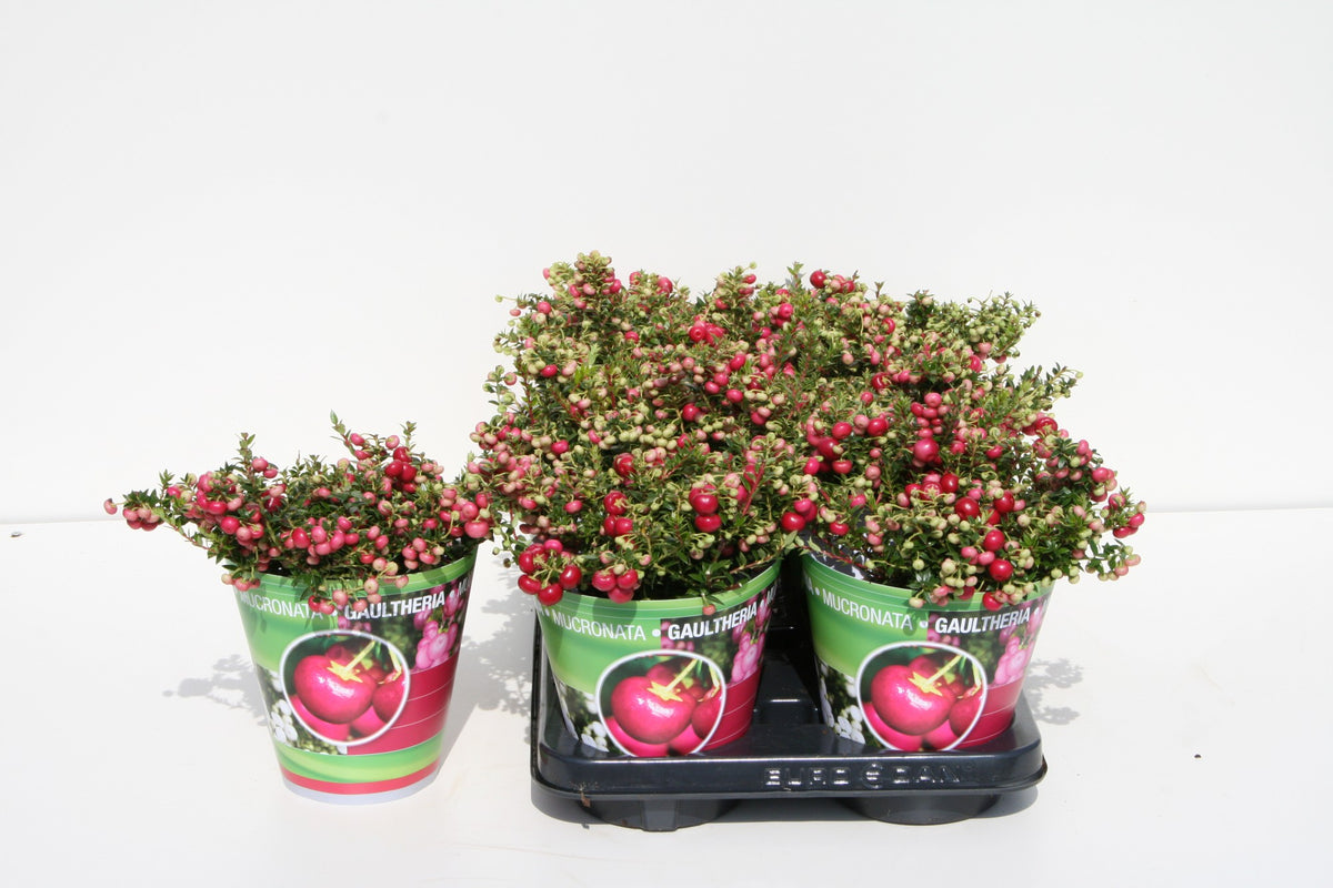Gaultheria mucr. red 25cm 14cm Pot
