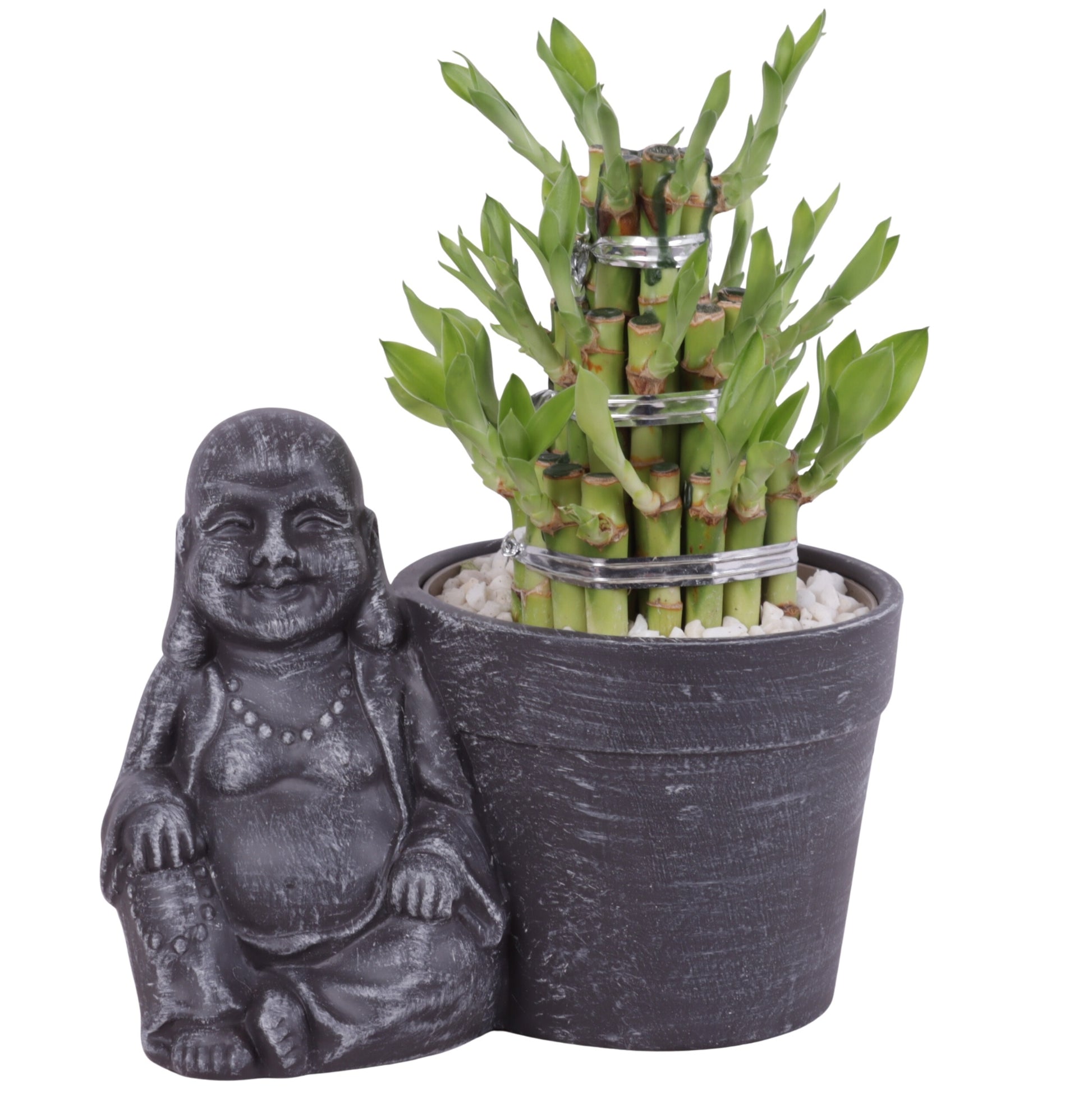 Drac. Lucky Bamboo 25cm 21cm Pot