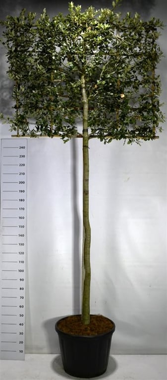 Quercus ilex 325cm 60cm Pot