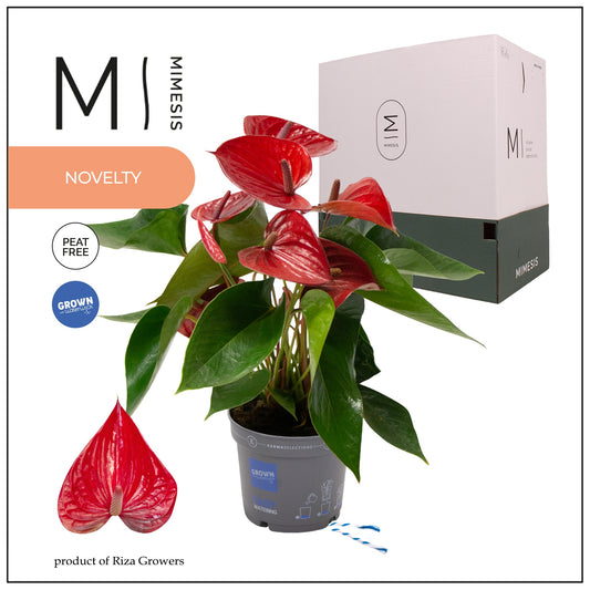 Anthurium Picanta Red 43cm 12cm Pot