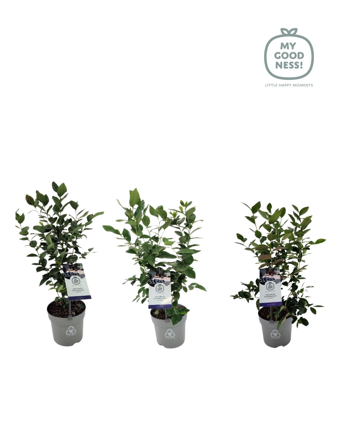 Vaccinium corymbosum ("Blueberry") 25cm 15cm Pot
