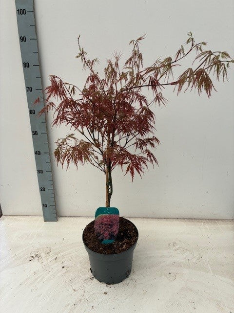 Acer Garnet 70cm 23cm Pot